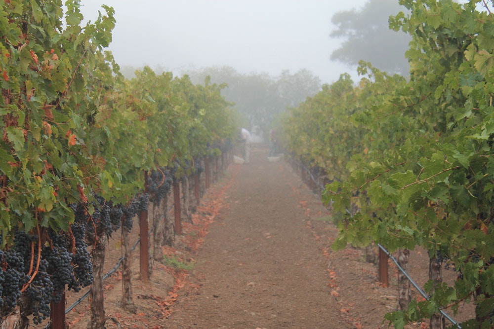 Soft Adventure in Santiago, San Pedro de Atacama, Easter Island and Torres del Paine - imagen #4