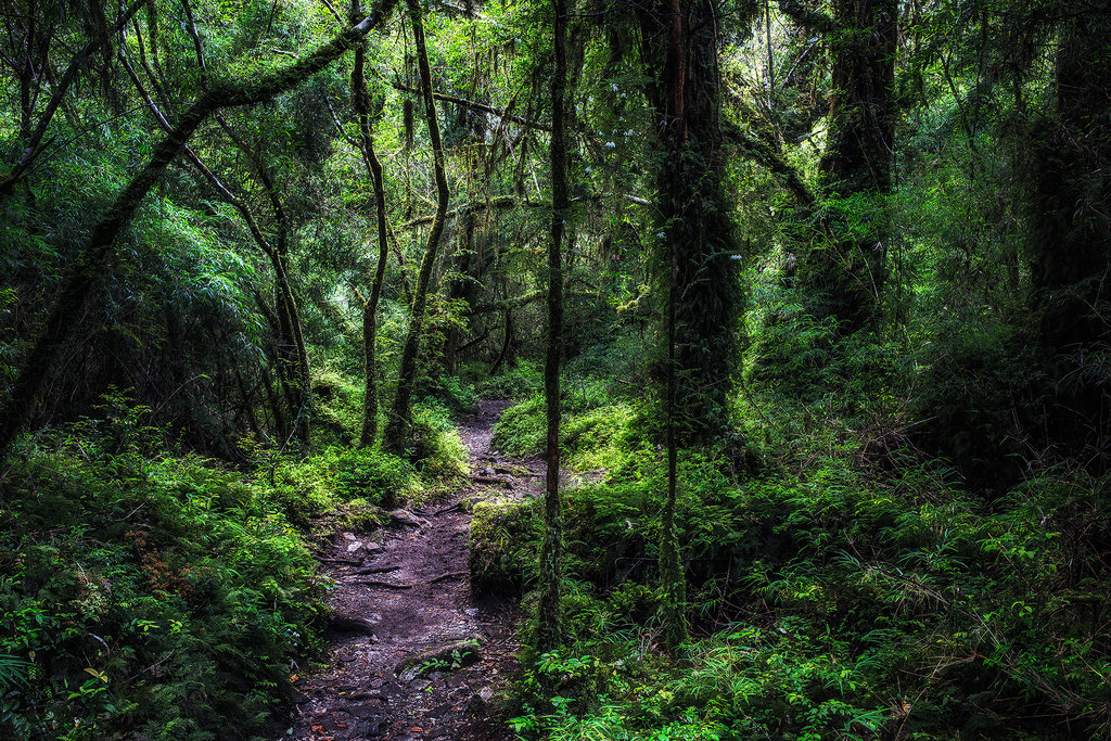 Parque Nacional Alerce Andino