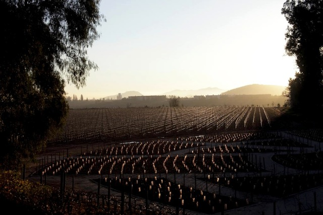 Travel Santiago, Mountains and Vineyards - imagen #8