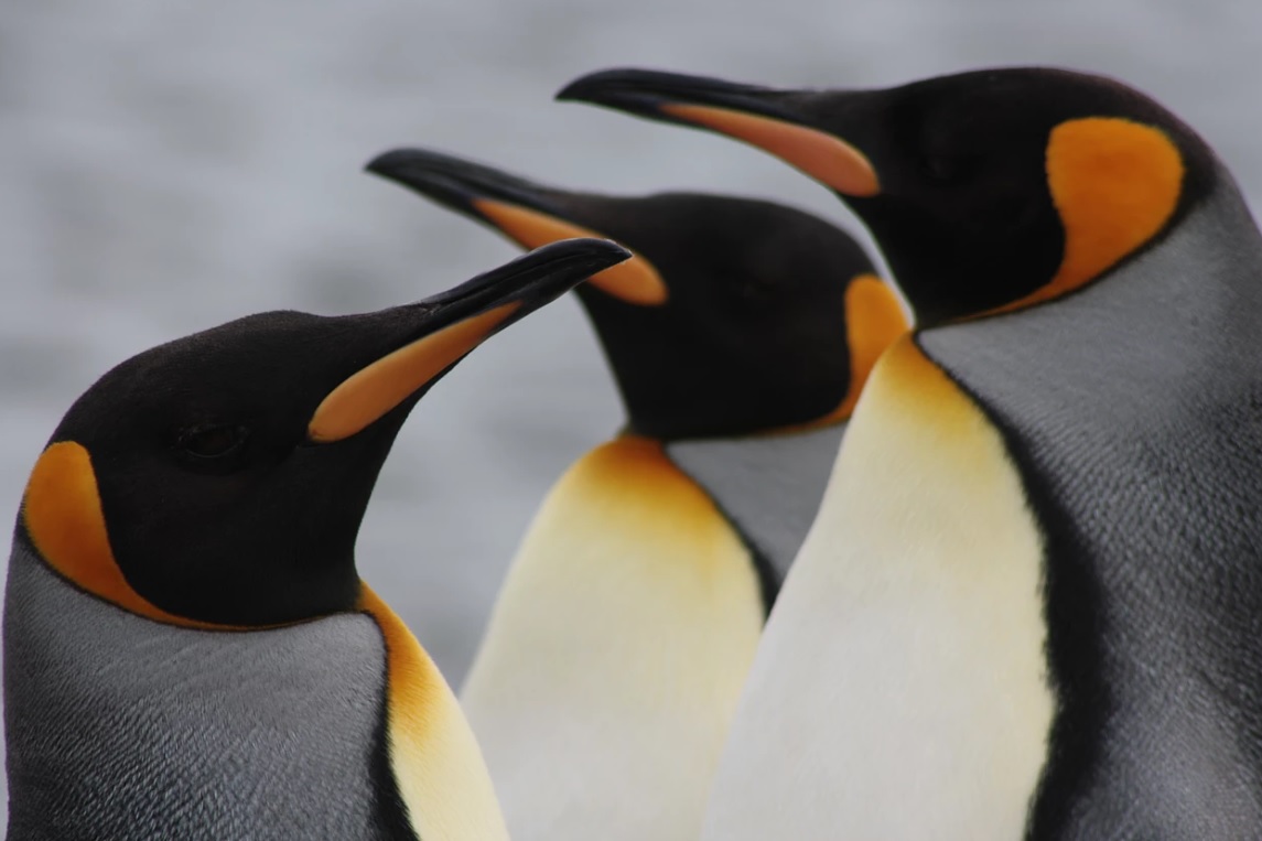 King Penguin Park - Full Day Tour Tierra del Fuego
