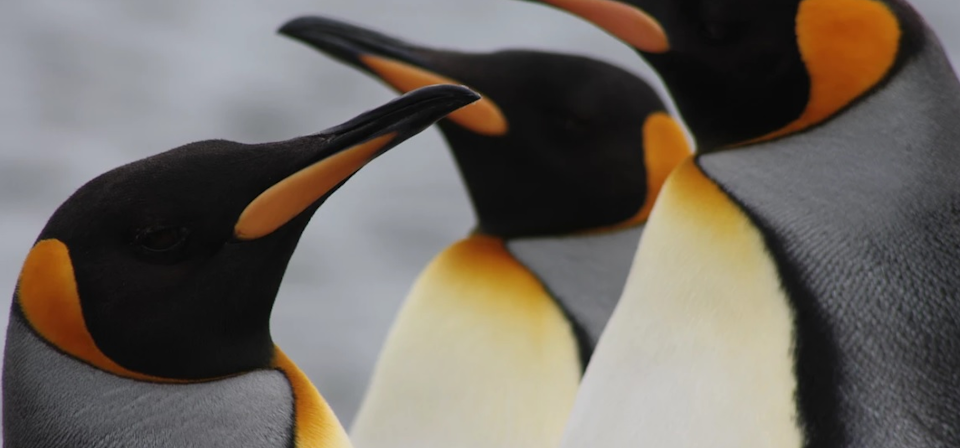 Pingu Rey Tour Día Completo a Parque Pingüino Rey y Tierra del Fuego