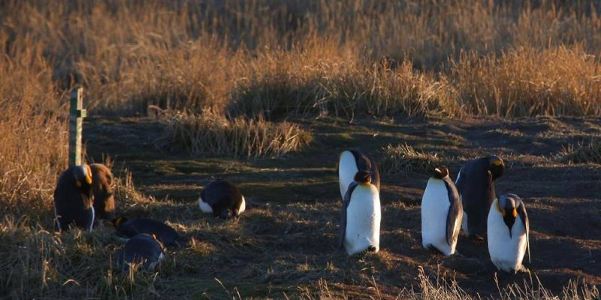 King Penguin Park - Full Day Tour Tierra del Fuego - imagen #2