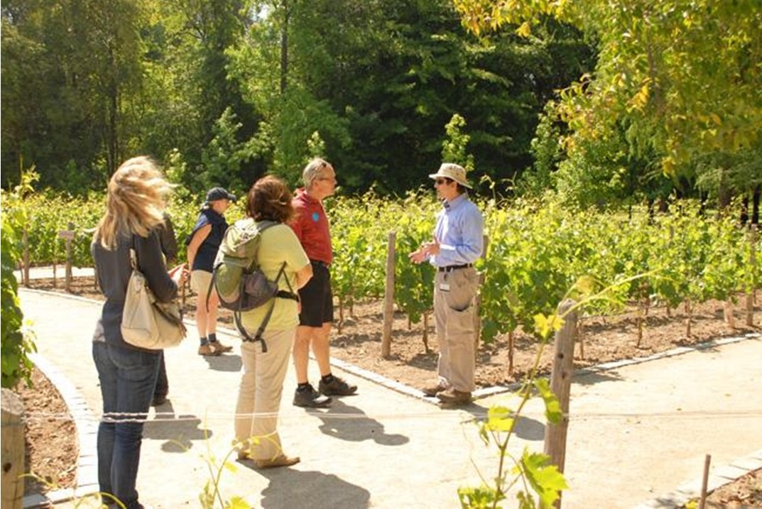 Concha y Toro Vineyard Wine Tour - imagen #6