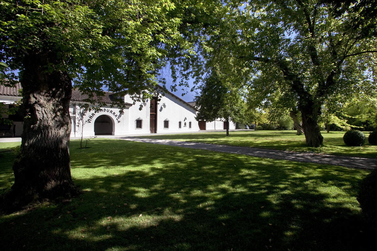 Tour Viña Undurraga - imagen #7