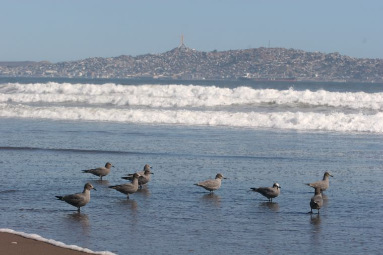 City Tour La Serena and Coquimbo - imagen #3