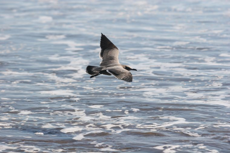 City Tour La Serena and Coquimbo - imagen #4