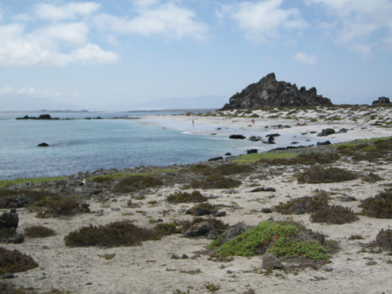Damas Island: Humboldt Penguin National Reserve Day Tour