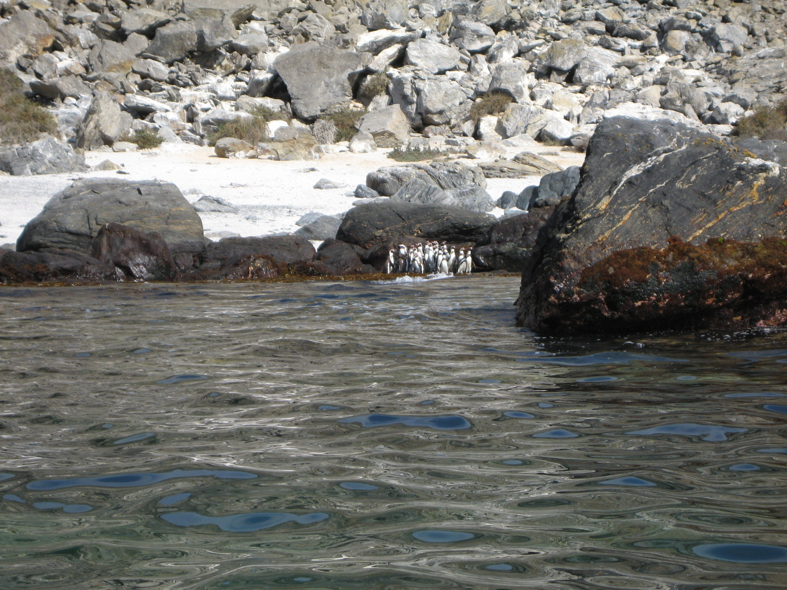 Tour Isla Damas: Reserva Nacional del Pinguino Humboldt - imagen #5