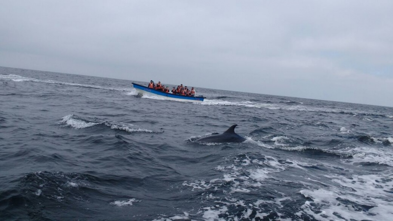 Tour Isla Damas: Reserva Nacional del Pinguino Humboldt - imagen #11