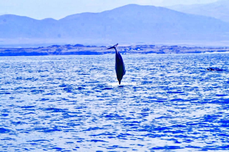 Tour Isla Damas: Reserva Nacional del Pinguino Humboldt - imagen #14