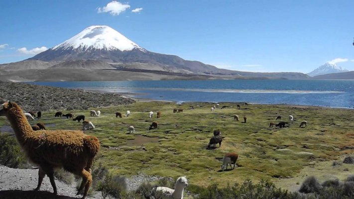 Lauca National Park Day Tour