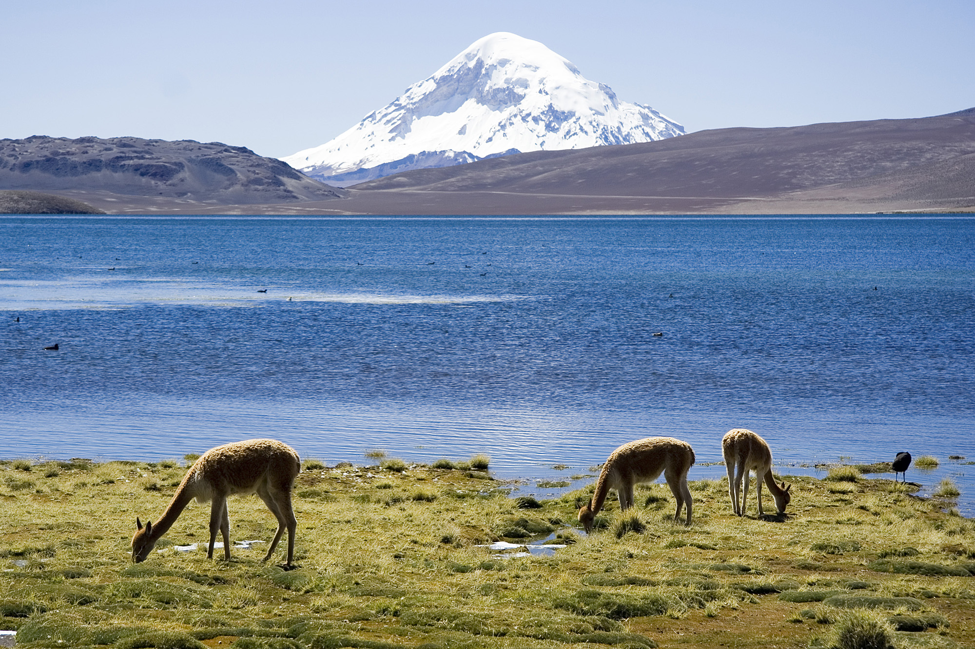 Tour Parque Nacional Lauca - imagen #5