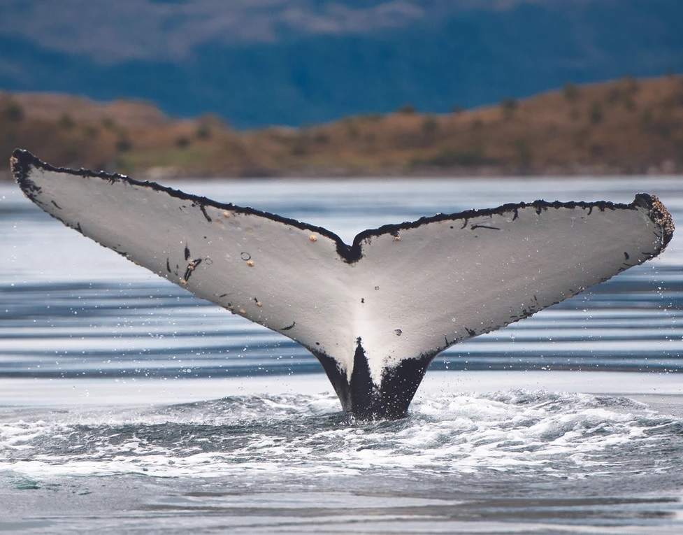 Whales, Penguins and Glaciers Tour - imagen #4