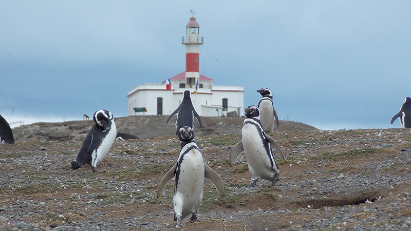 Magdalena Island and Marta Island Penguin Colony - imagen #5