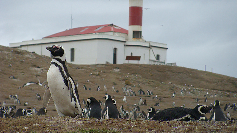 Magdalena Island and Marta Island Penguin Colony - imagen #6