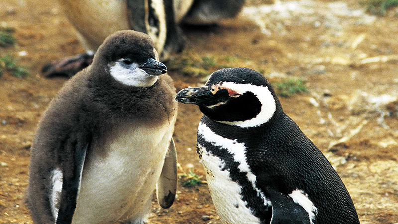 Magdalena Island and Marta Island Penguin Colony - imagen #7