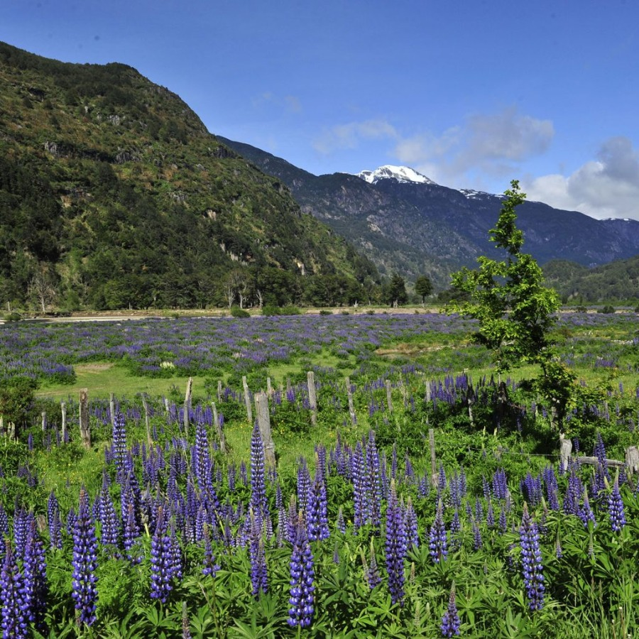 Tour San Rafael Glacier, Hotsprings and Park Aikén del Sur - imagen #3