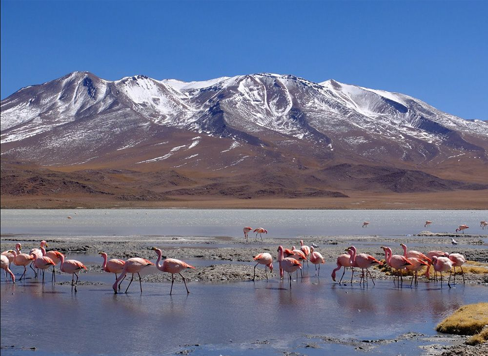 Travel to Uyuni Salt Flat 4D/3N Private - imagen #10
