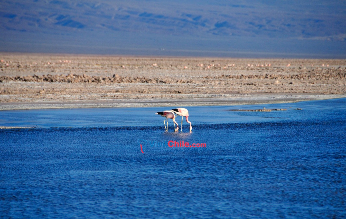 Mejores Tours de San Pedro de Atacama - imagen #7
