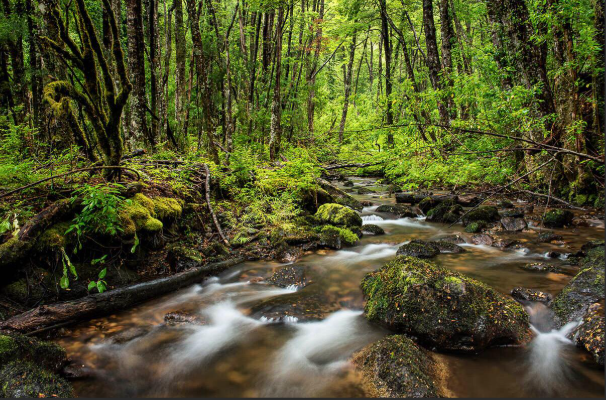 Pucon, Termas Geométricas and Park Huerquehue Tour - imagen #8