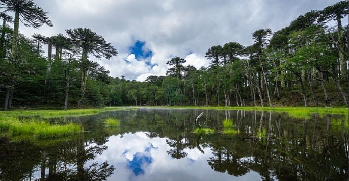 Trip to Pucón, Huerquehue and Termas del Huife - imagen #8