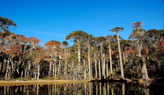 Trip to Pucón, Huerquehue and Termas del Huife - imagen #15