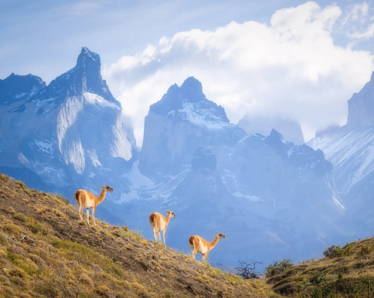 Puerto Natales & Torres del Paine 5 días / 4 noches - imagen #3