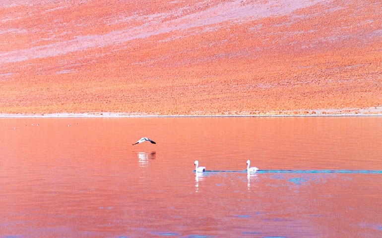 Piedras Rojas y Lagunas Altiplanicas - imagen #2