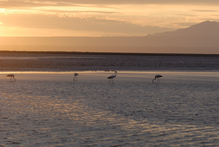 Atacama Salt Flats Tour - imagen #9