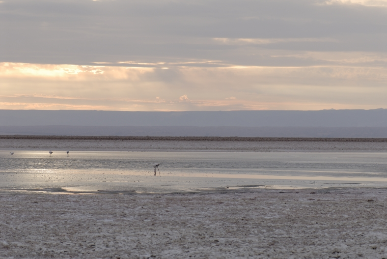 Atacama Salt Flats Tour - imagen #12