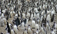 Navigation to Magdalena Island