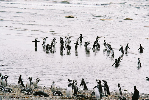 Navigation to Magdalena Island - imagen #4