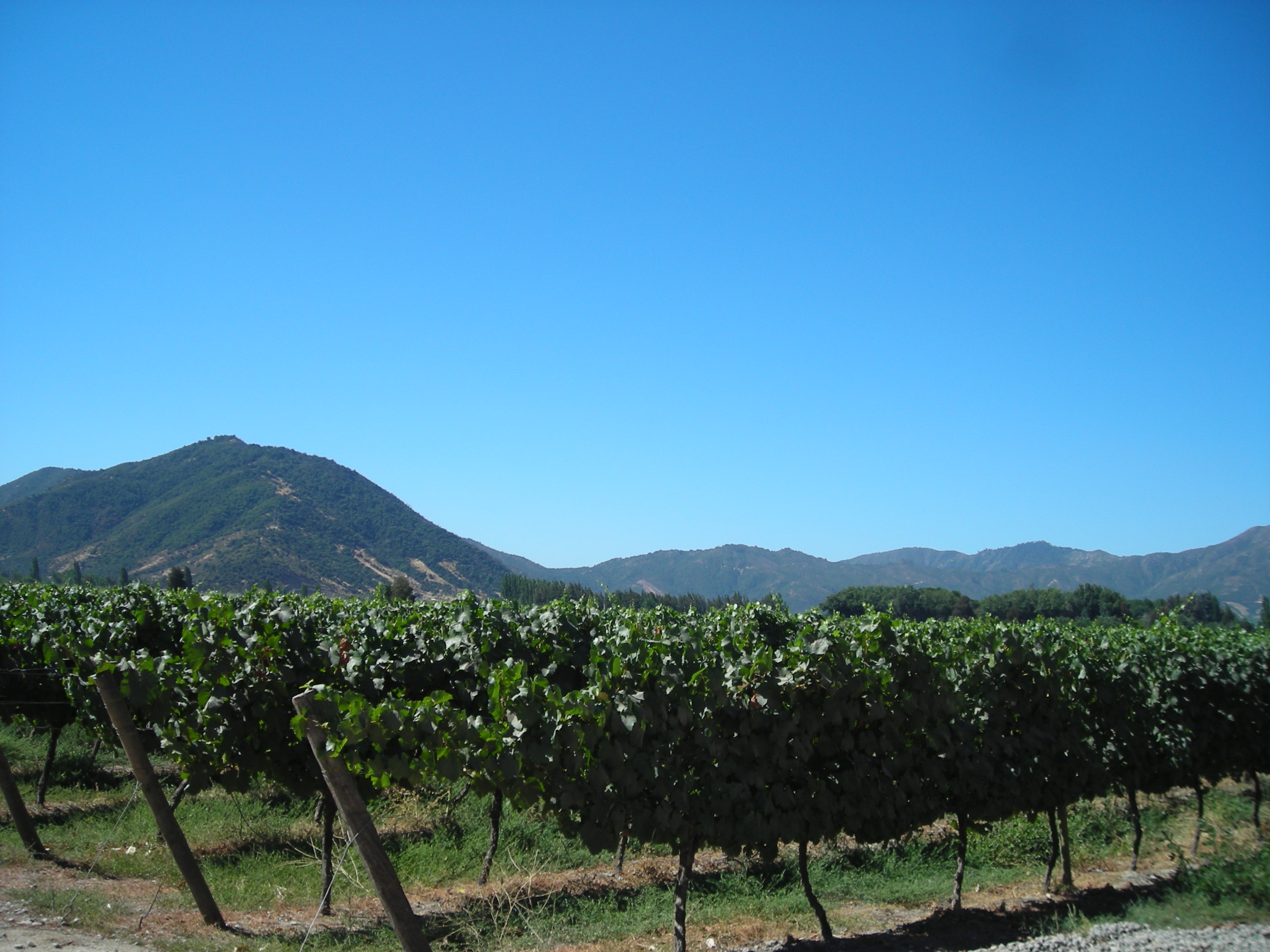 Colchagua Wine Route 2 days / 1 night - imagen #2