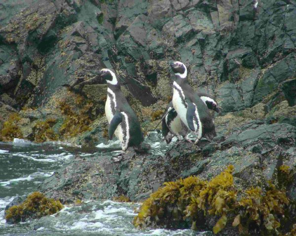 Isla de Chiloé: Ancud y Puñihuil - imagen #4