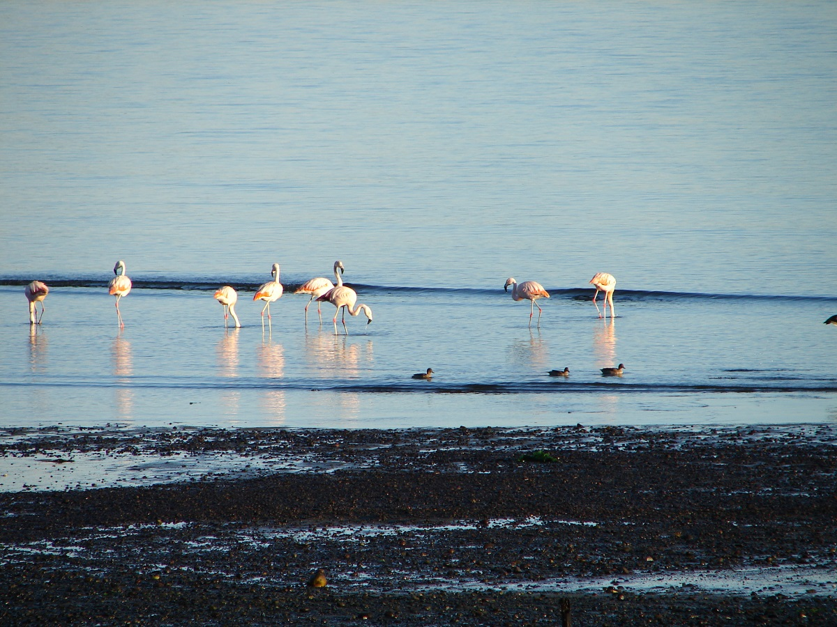 Isla de Chiloé: Ancud y Puñihuil - imagen #6